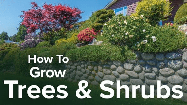 How to Grow Anything Make Your Trees and Shrubs Thrive