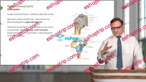 Upper Limb Anatomy