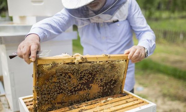 Beekeeping A Basic Introduction for Aspiring Beekeepers