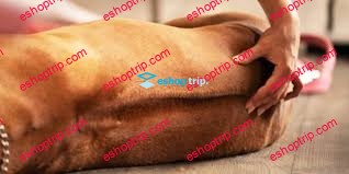 Dog Massage Training Course