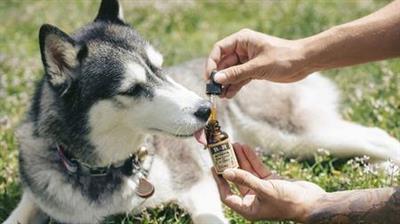 Herbalism Herbs For Dogs