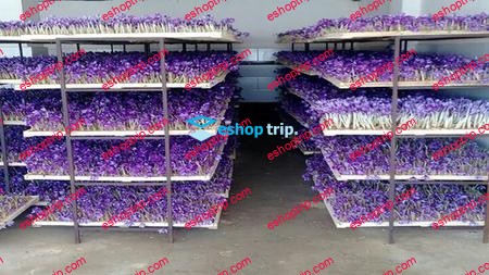 Greenhouse cultivation traning course of saffron