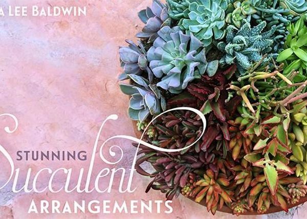 mybluprint Stunning Succulent Arrangements