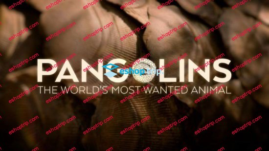 BBC Natural World Pangolins The Worlds Most Wanted Animal 2018