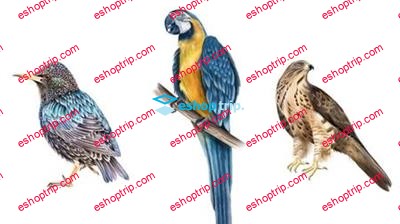 Learn how to draw Painting birds Parrots Step By Step