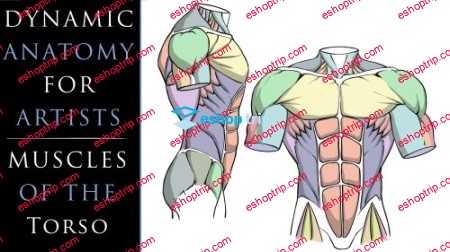 Dynamic Anatomy for Artists Muscles of the Torso