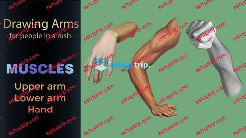 Drawing Arm Muscles For People in a Rush