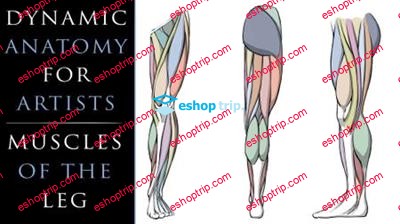 Dynamic Anatomy for Artists Muscles of the Leg