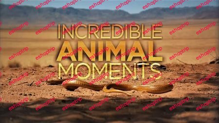 Smithsonian Ch. Incredible Animal Moments 2018