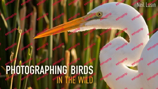 Photographing Birds in the Wild