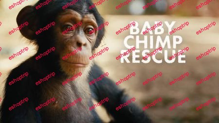 BBC Baby Chimp Rescue