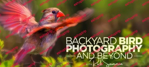 Backyard Bird Photography and Beyond