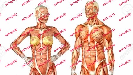 Human Skeletal System Part 1 The Upper Limb