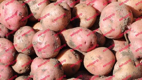 Growing Potatoes in your backyard garden