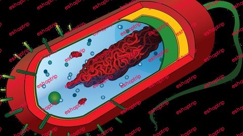 Introduction to Bacteriology