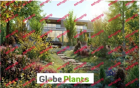 Globe Plants Bundle 25 Temperate Plants 02 3D Model