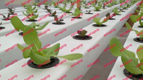 Guide of Home Hydroponics