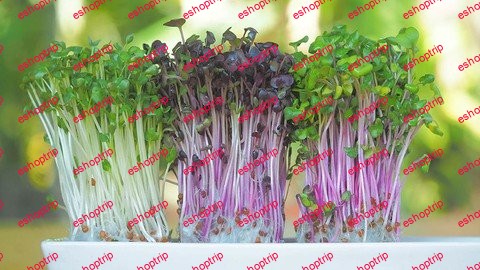 Microgreens Growing Business udemy