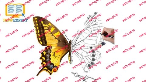 How To Draw Insects