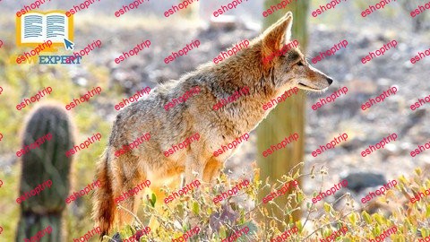 Howexpert Guide To Coyotes