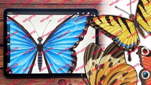 Procreate Illustrate Butterflies And 3 Ways To Animate