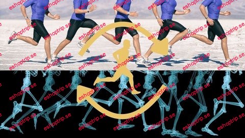 Gait Cycle Understand The Biomechanics Of Walking & Running