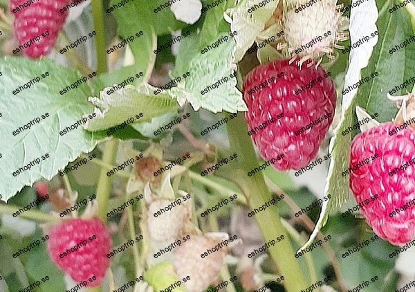 Basic Gardening Moving Toward Food Self sufficiency