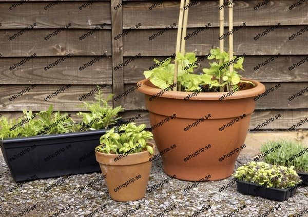 Growing Herbs and Leafy Veg in Pots Kew Online Course