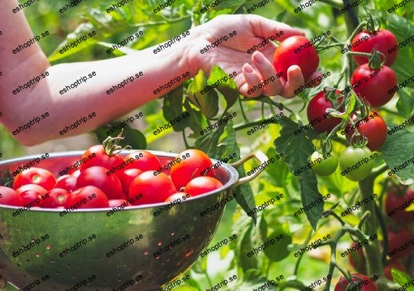 Advanced Vegetable Gardening Techniques