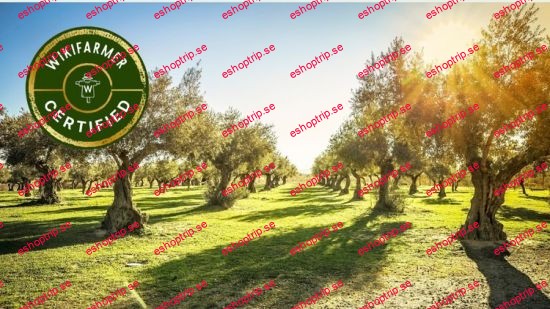 Sustainable Olive Oil Production, Quality and Economics