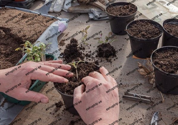 Vegetable Gardening 101 by Rob Littlepage