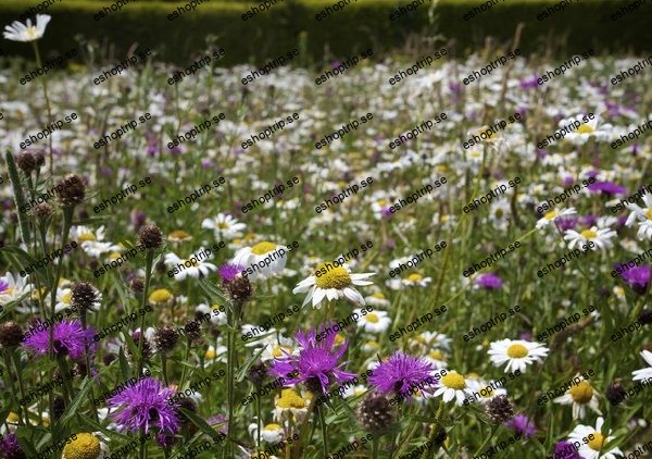 Wildlife gardening habitats