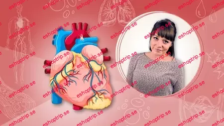 The Cardiovascular System Human Anatomy for Beginners